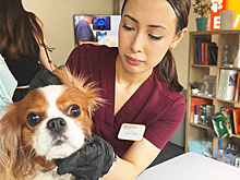 В Москве появились собаки-помощники, способные распознать диабет и другие болезни