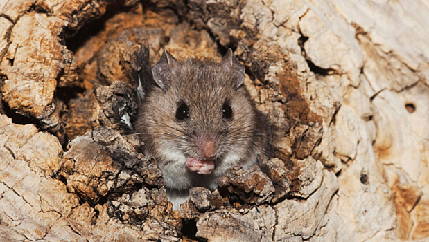 Новая вакцина Лайма для мышей поможет защитить людей