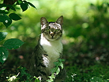 Садовод назвал способ отвадить кошек от сада с помощью чайных пакетиков