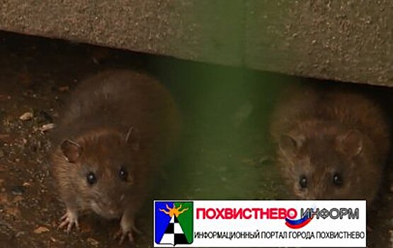 Крысы напали на маму с ребенком в Сызрани