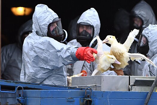 Три мутации могут сделать птичий грипп опасным для человека