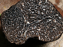 Сохранить черные трюфели позволит перевод производства в области с благоприятным климатом