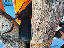 В Самарской области застрявшую в дереве ногу ребенка вытаскивали с помощью домкрата