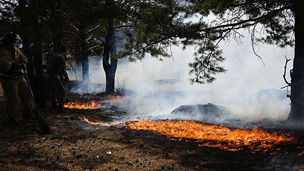 В России за сутки потушили 47 лесных пожаров