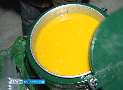 Как в Калининграде кормят бездомных