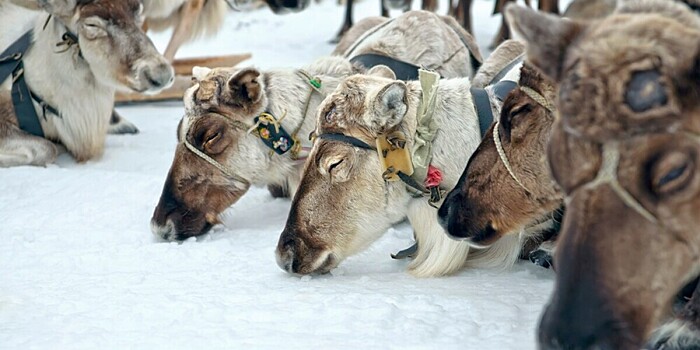 Первый международный чемпионат по оленеводству в Якутии: прыжки через нарты, метание аркана и гонки на оленьих упряжках