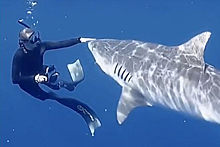 Ныряльщица рассказала, что делать при встрече с акулой
