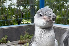 Пингвины Гумбольдта справили новоселье в Приморском океанариуме