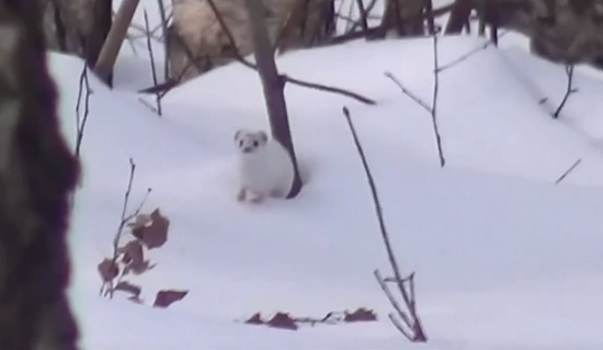В парке «Битцевский лес» заметили краснокнижную ласку