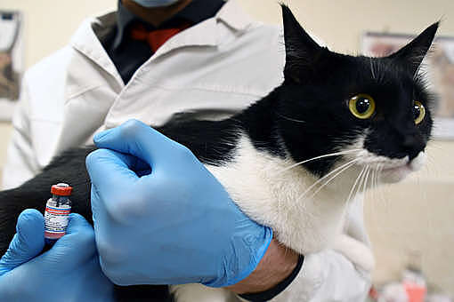 Зафиксирован первый случай заражения COVID-19 от кошки