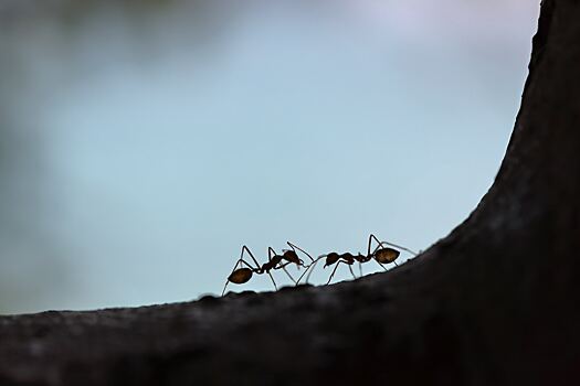 Почему муравьи ходят по одной линии