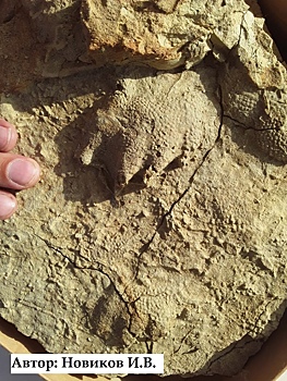 Под Бузузулком нашли останки древнего животного – триасовой амфибии