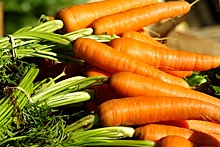 Морковь, огурцы и картофель подешевели в Нижегородской области