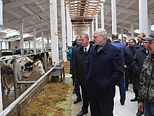 В Белоруссии изъяли газету с карикатурой на «Освенцим» в коровнике