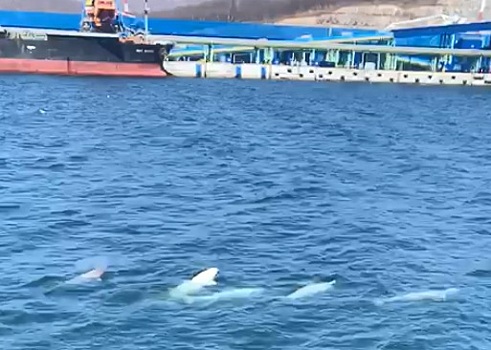 К причалам АО «Восточный Порт» в бухте Врангеля вернулись дельфины