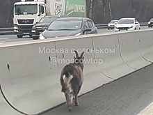 Гаишники обезвредили козла на МКАДе