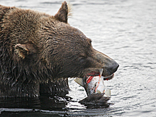 На Сахалине обнаружили необычные скопления медведей