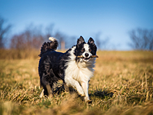 Породы собак, которые удивляют сообразительностью