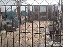 Курск. Николай Цыбин рассказал, как посещать пункт передержки в Чаплыгина