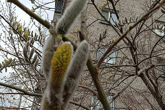 В Новосибирске раньше на неделю зацвела верба