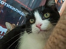 Какого мяу! Эксперты назвали любимых собак и кошек москвичей