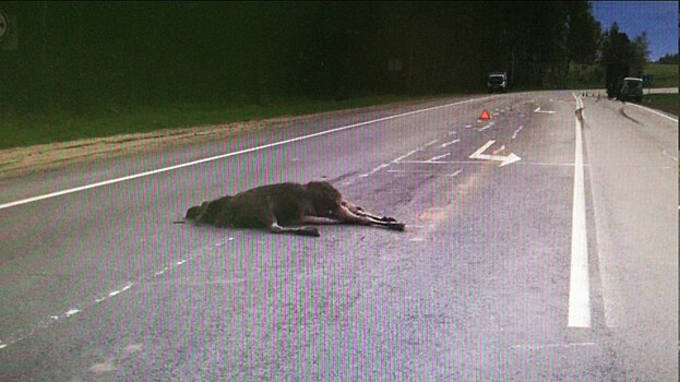 41 ДТП с участием животных произошло в Нижегородской области с начала лета