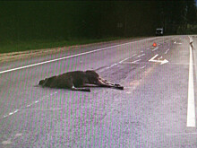 41 ДТП с участием животных произошло в Нижегородской области с начала лета