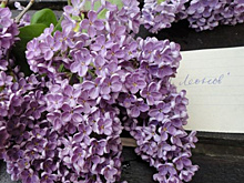 Легендарные сорта сирени: как они выглядят и почему считаются национальным достоянием