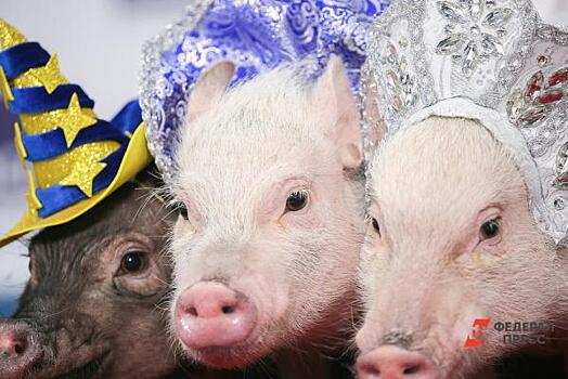 У Пермского свинокомплекса за долги арестовали два земельных участка