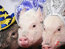 У Пермского свинокомплекса за долги арестовали два земельных участка