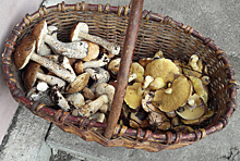 Свердловчане похвастались фото полных корзинок с белыми грибами. «Боровички волшебные»
