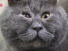 Донской кот-блогер стал звездой