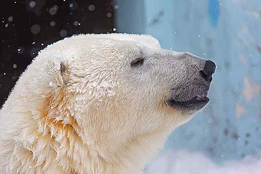 Новосибирский зоопарк обсуждает возможность увеличения цены льготного билета