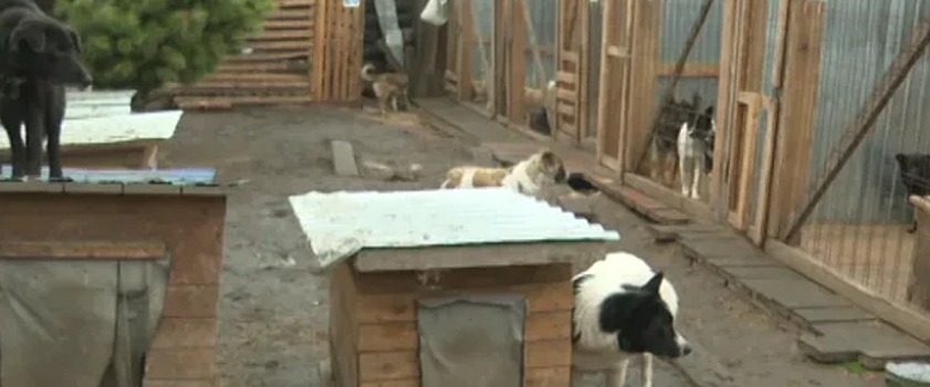 В Приангарье построят семь приютов для бездомных собак