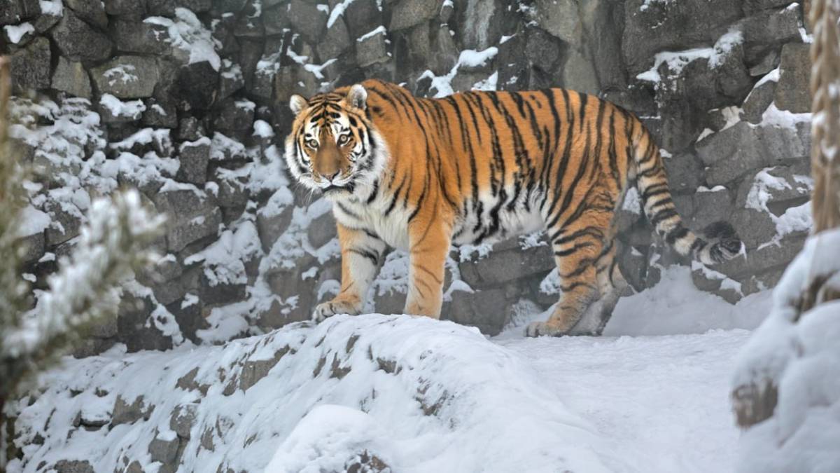 В Ленинградском зоопарке заболел 17-летний амурский тигр Амадей