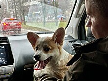 Как перевозить собаку в машине в дальних путешествиях