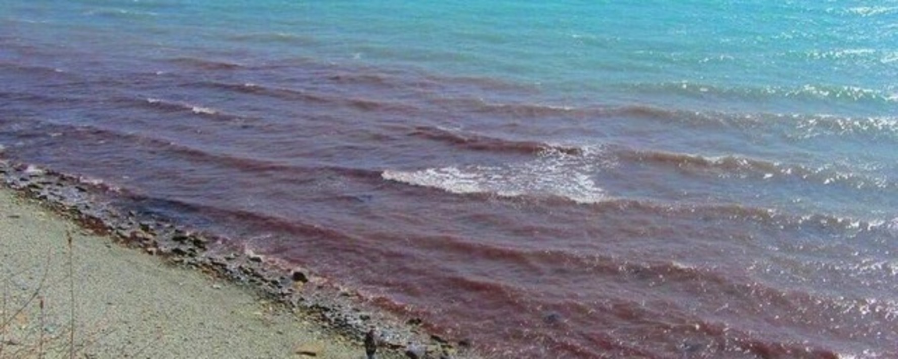 цвет черного моря