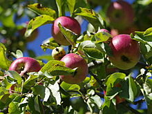 Цели использования бесплатной земли инвалидами предложили уточнить