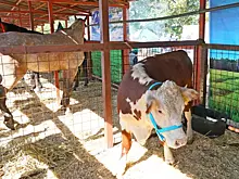 В животноводческих хозяйствах завершается заготовка грубых и сочных кормов