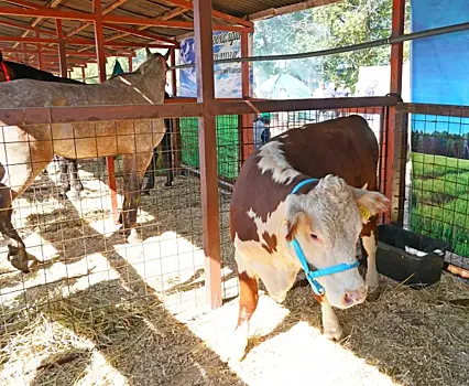 В животноводческих хозяйствах завершается заготовка грубых и сочных кормов