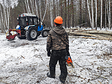 В Новосибирской области выявили 125 незаконных рубок леса