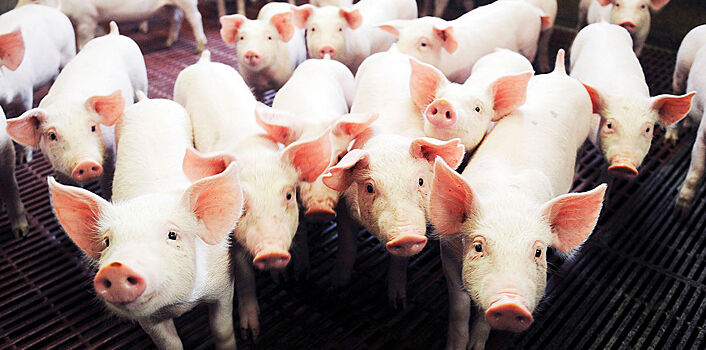 Великолукский свиноводческий комплекс будет поставлять мясо в Гонконг