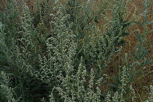 "Аллергический апокалипсис": как защититься от агрессивной пыльцы полыни в условиях аномальной жары