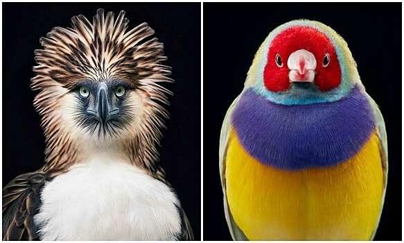 25 невероятно красивых портретов птиц