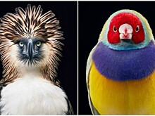 25 невероятно красивых портретов птиц