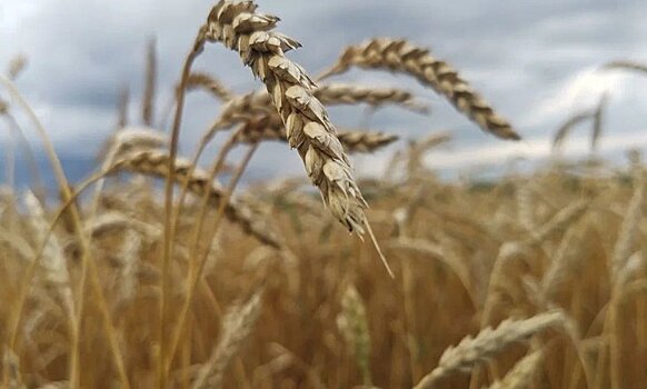 Российские ученые посредством новых технологий создают сорта зерновых с заданным сроком колошения и устойчивостью к болезням