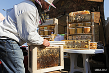 Курганец подключился к проблеме массовой гибели пчел