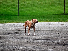 Без поводка и намордника: в Москве бойцовская собака напала на женщину с ребенком