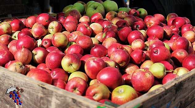 В Австрии научились лечить аллергию на яблоки