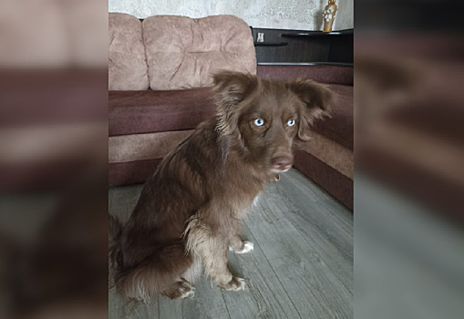 В Приамурье ищут временный дом для собаки из семьи участника СВО